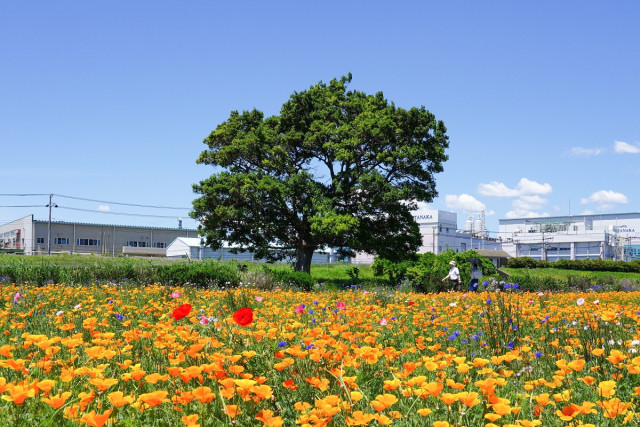 イシックス馬入のお花畑